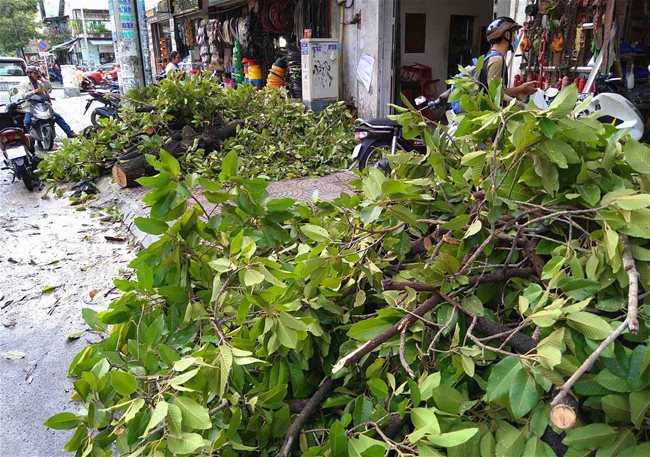Uprooted tree injures two in downtown HCMC