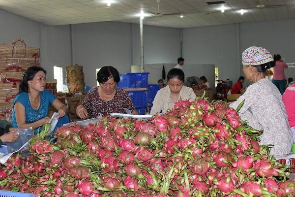 Veggie, fruit exports fetch some US$1 billion in Jan-March
