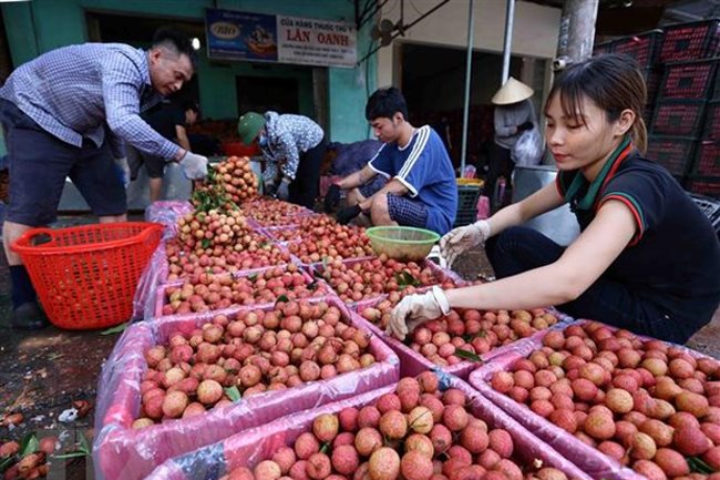 100 tons of lychees to be exported to Australia