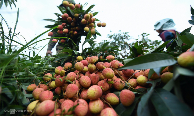 100 tonnes of Vietnamese lychees to be exported to Australia