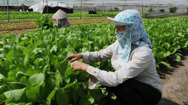 Development of agri-food sector needs untying knots in mechanisms