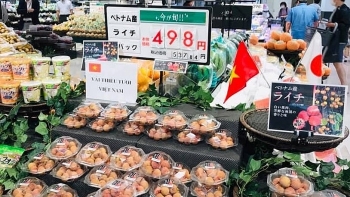 Vietnam s cassava exports enjoy surge in first four months of 2021