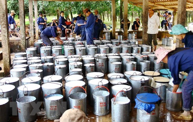 Vietnam s rubber exports enjoy surge in first four months of 2021