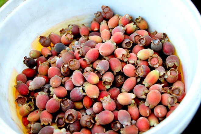 Collection of rustic country fruit, looking to run right back to childhood