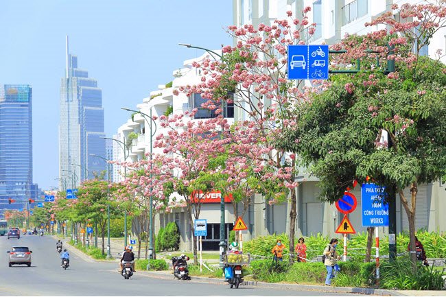 Flowers blossom in the city