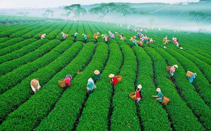Gia Nghia tea hill in Dak Nong – the perfect background for shimmering photoshoots