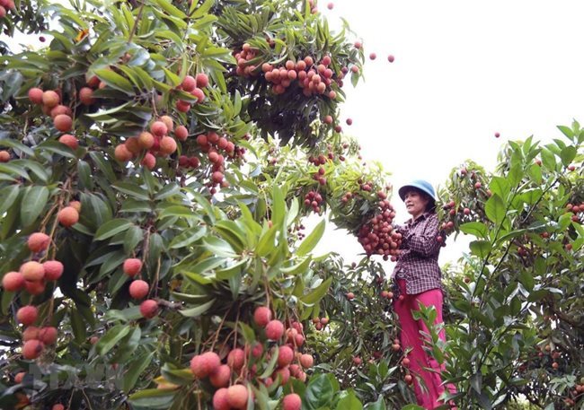 Hai Duong lychee to be sold online