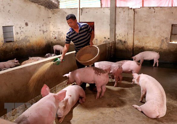 Live pig prices drop significantly