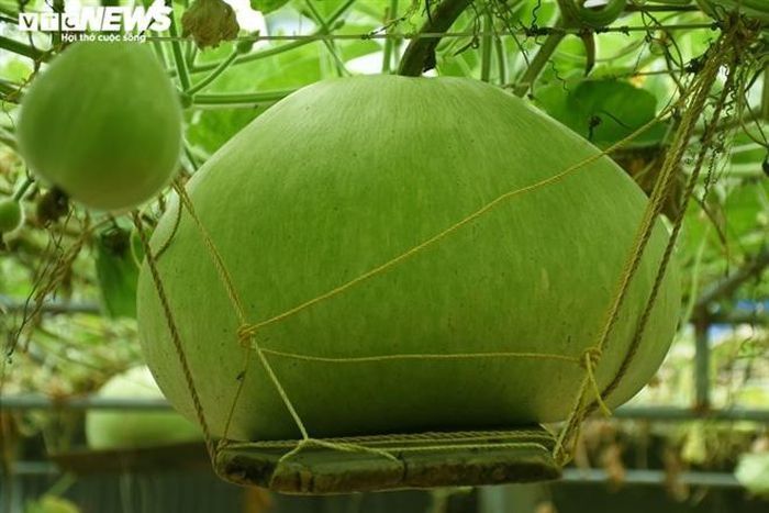 Gourds that weigh 15 kilograms and other unusual phenomena in Vietnam