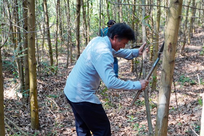 Reforestation may be life-altering to ethnic people