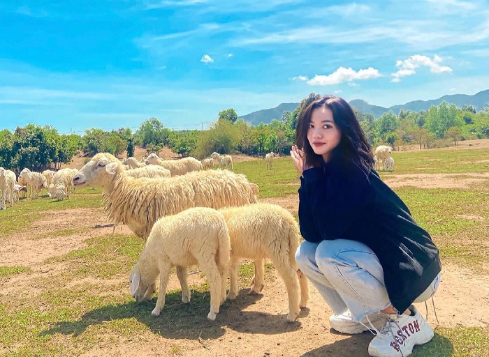 Sheep fields at the foot of Ba Den mountain – a brand new virtual living spot in Tay Ninh