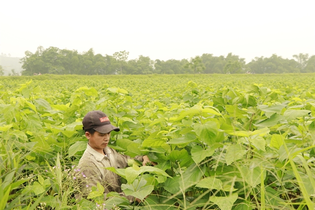 Silkworms help Yên Bái farmers escape poverty
