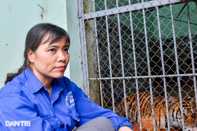 Strangely, the woman of 20 years bathed the tiger, caught the lice for the lion