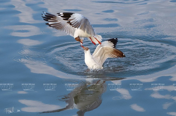 Photos of endemic birds in Vietnam on display