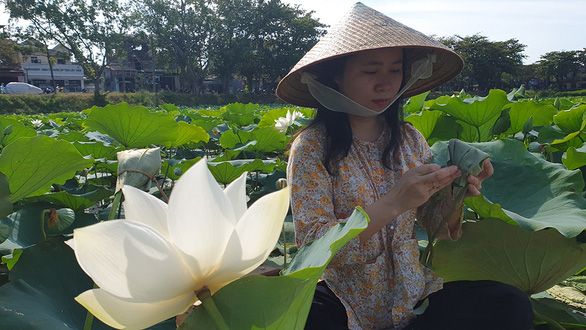 A mission to search for Vietnam's lost royal lotus flowers