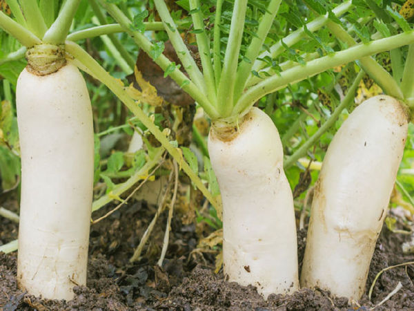 Top 10 foods good for gout sufferers
