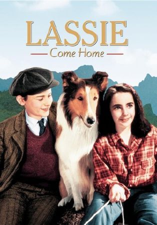 Top 6 touching movies about animals you should not miss