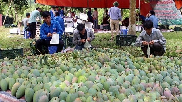 Son La mangoes exported to Australia