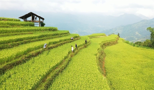 Hà Giang Culture and Tourism Week to honour Hoàng Su Phì terraced fields