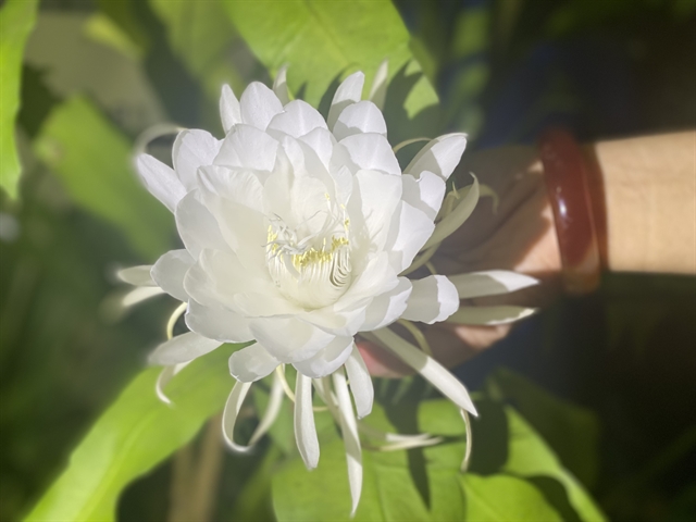 Healthy dishes from a noble flower