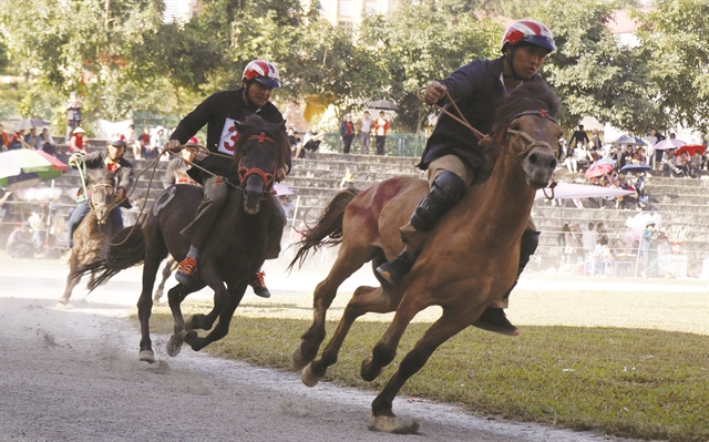 Lào Cai's traditional horse racing gets national heritage status