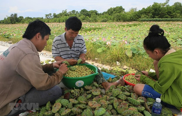 Blooming lotus flowers add allure to Vietnam's central provinces
