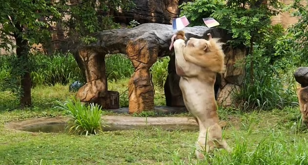 Thai Lion Gets Game for Correctly Predicts EURO 2020 Results Video
