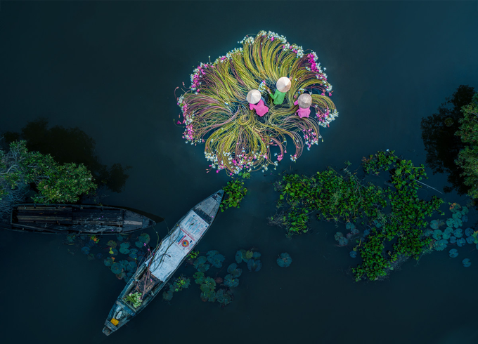 Water Lily Harvest Shot By Vietnamese Photographer Wins International