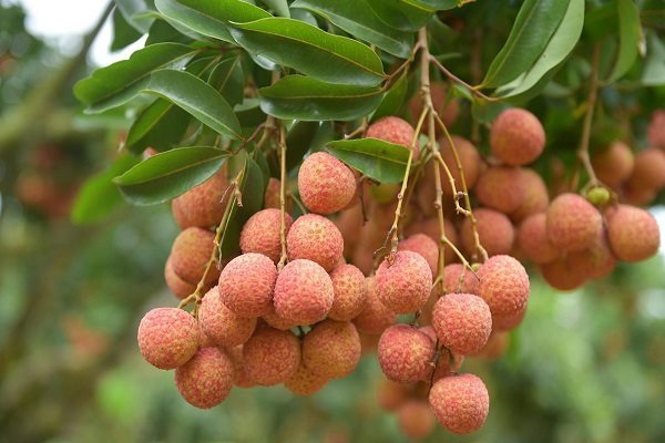 Local companies sell agricultural products via e-commerce channels
