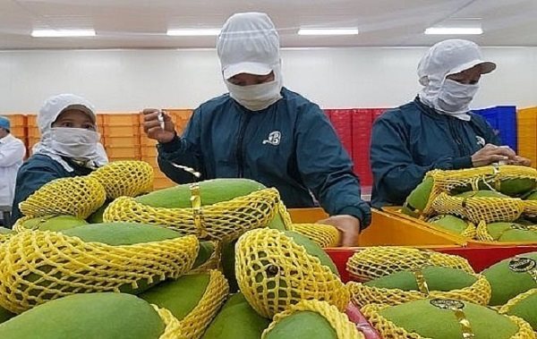 Local firms boost processed mango exports to U.S.