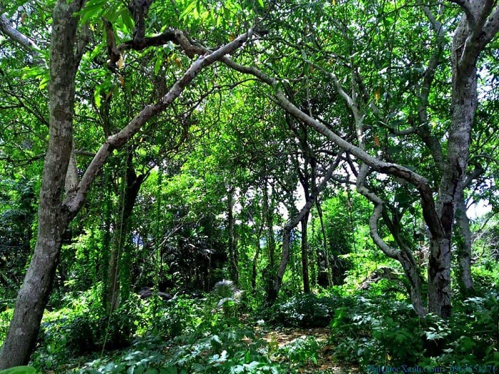 Ru Linh primeval forest – ‘Green lung’ of Quang Tri tourism