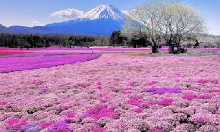 Top 10 most attractive flower fields in the world