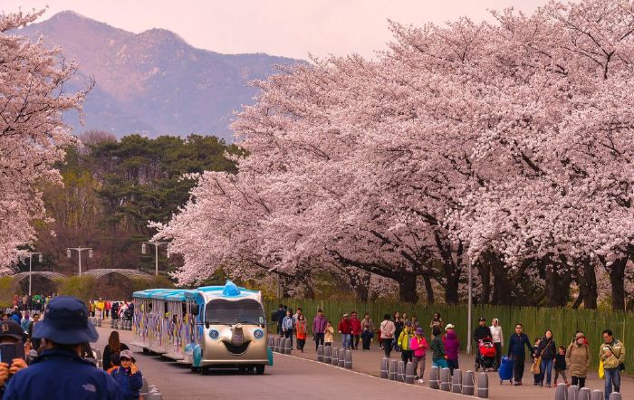 Top 10 most beautiful cherry blossom viewing spots in Seoul