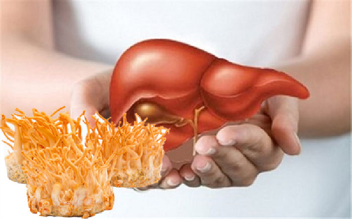 Top 10 uses of cordyceps for human health