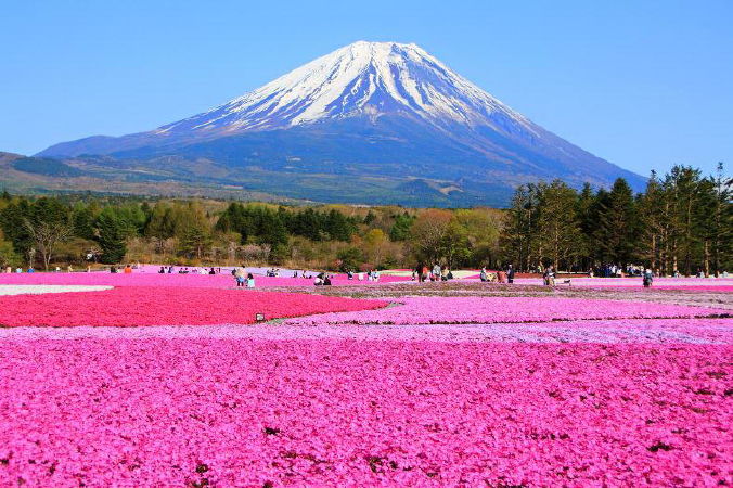 Top 11 Most beautiful flower gardens in the world that make you bewitching