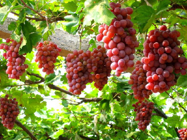 Top 6 Specialties are many lovers in Phan Rang Ninh Thuan