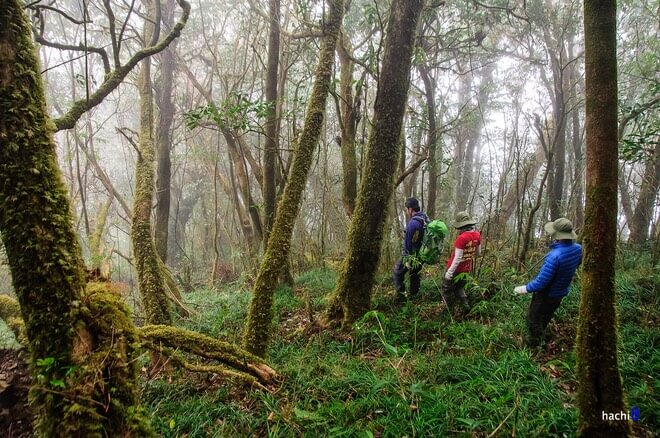 Trekking Pu Si Lung Mountain in Lai Chau has a dreamy view and beautiful sightseeing