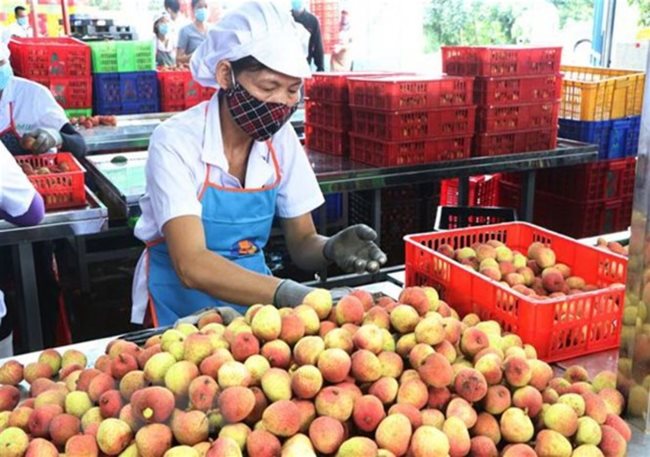Vietnam shipping 40 tons of lychees to Australia