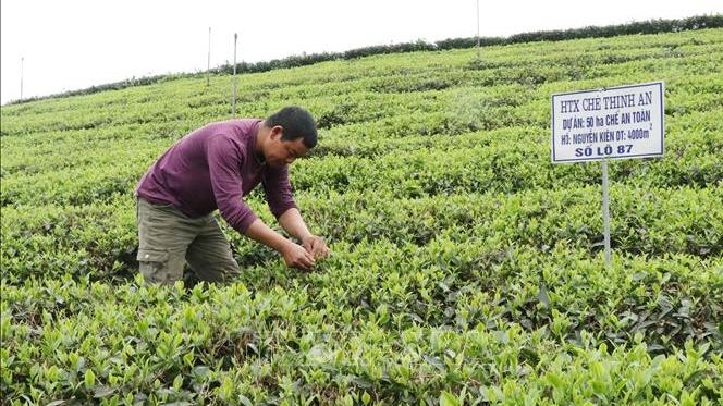 Thai Nguyen tea gets trademark in international markets