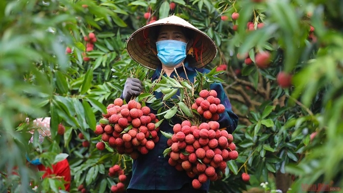 Vietnamese firms urged to file for IP protection in foreign markets