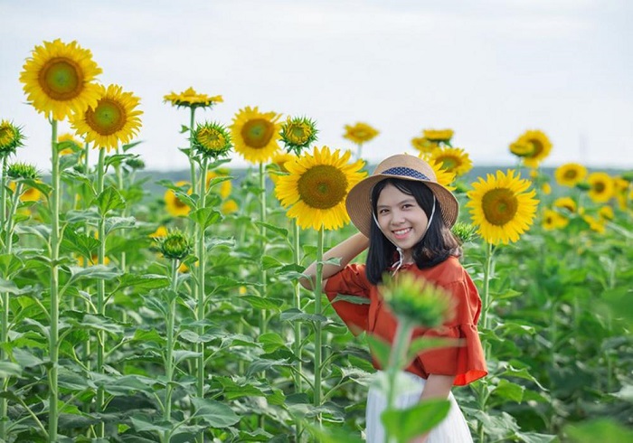 The attraction from the sunflower field in Gio Linh Quang Tri » Vietnam ...