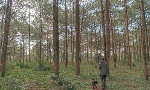 The boy in Saigon fell in love with Da Lat, leaving the street to the forest