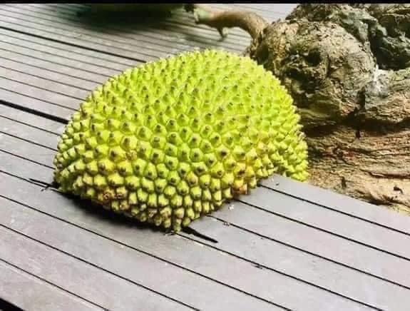 The cafe has a fruit-laden jackfruit tree