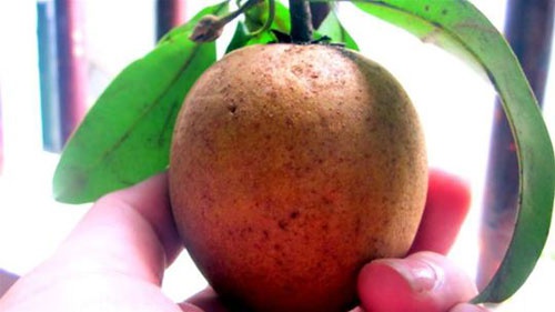 The richness of Xuan Dinh sapodilla
