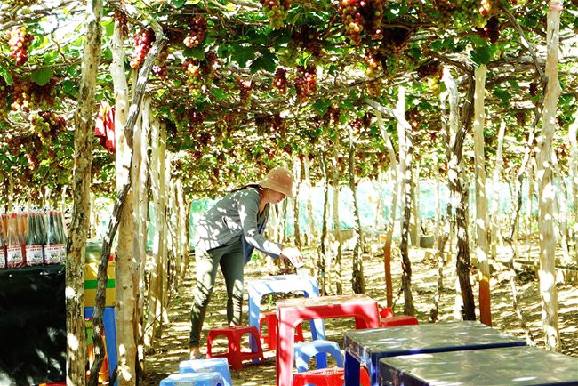Vast vineyard in central Vietnam