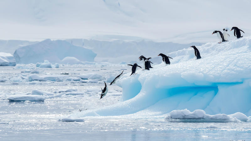 The Best Bucket List Travel Expriences In Antarctica