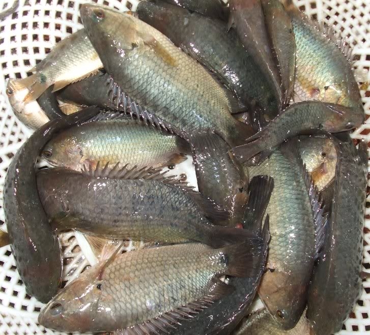 10-delicious-fish-species-of-vietnam-that-many-people-love-vietnam