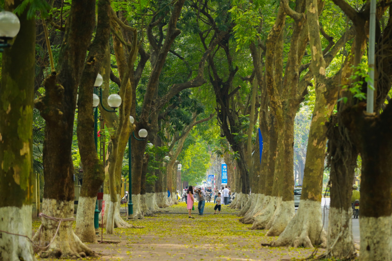 7 most beautiful streets in Hanoi in autumn » Vietnam News - Latest ...