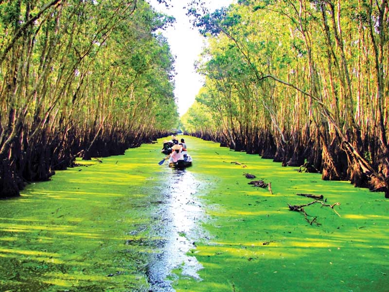 8 most beautiful forests in Vietnam