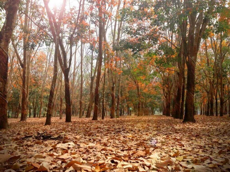 Most Beautiful Forests In Vietnam Vietnam News Latest Updates And World Insights